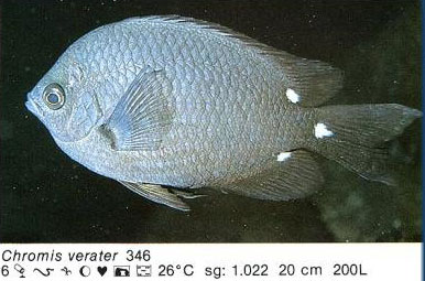 Chromis verater